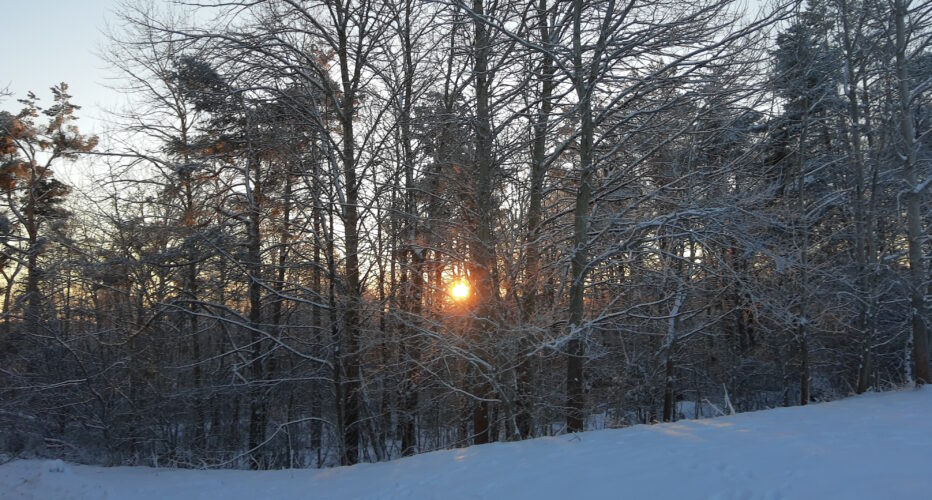 Solen som en gulröd kula bland nakna grenar i skogen. Snö i förgrunden.