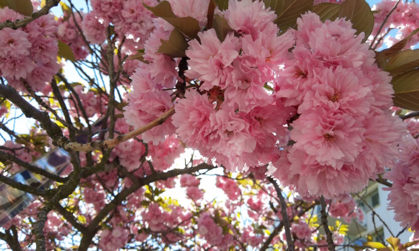Stora rosa blommor på ett fruktträd och gröna blad, allt genomlyst av solen i motljus.