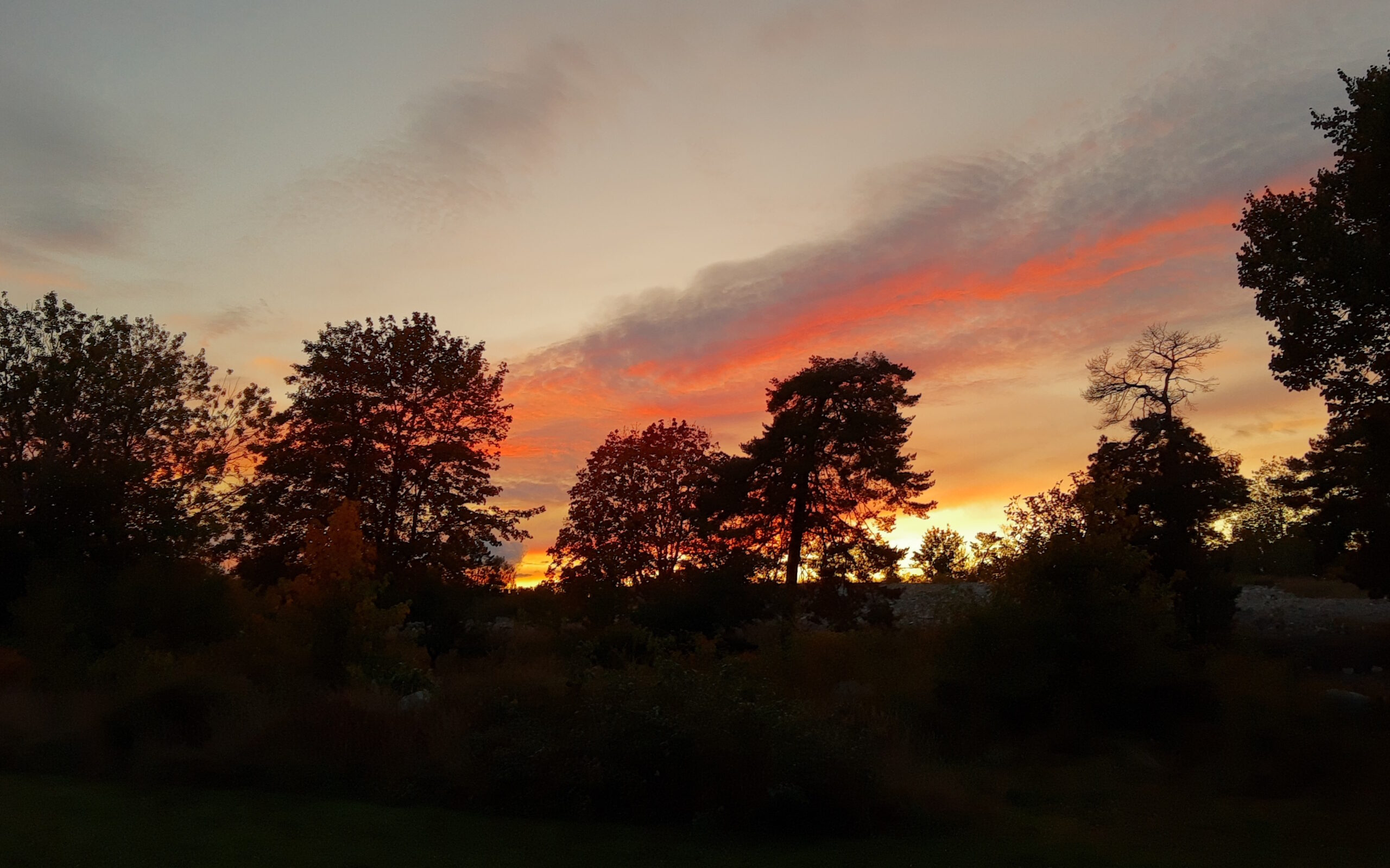 Himmel en kall och klar septemberkväll. Höga moln i rosa och lila ser ut att svepa över himlen och svarta träd i siluett.