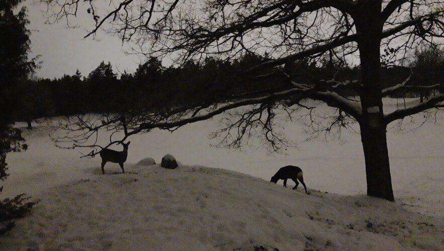 En stor snötäckt glänta i skogen, faktiskt en golfbana, och siluetter av rådjur som letar mat i snön. Ser ut som tt svartvitt foto men det är i själva verket taget på natten men kameran luras att stärka det ljus som finns. Himlen är upplyst av ljus från staden.